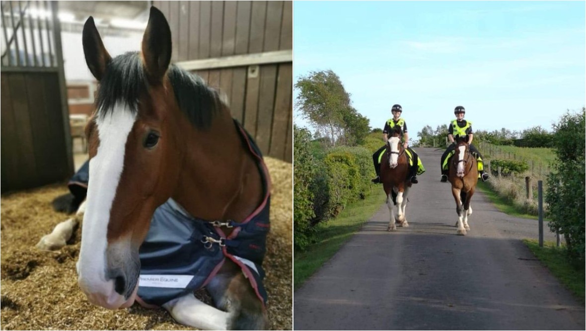 Police horse dies after collapsing on park patrol