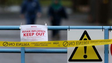 Avoid and report dead birds after avian flu cases, Scots told