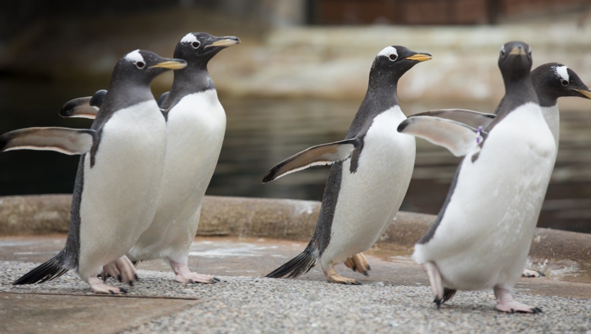 Edinburgh Zoo penguin enclosure.