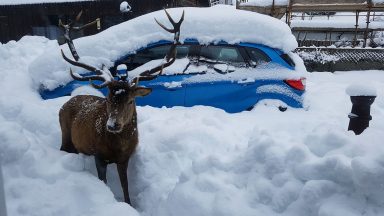 Couple stag-gered to see deer in driveway during breakfast