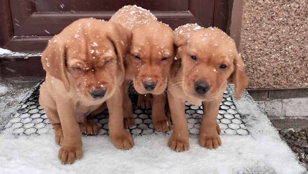 Cold puppies unimpressed by the conditions in Forfar