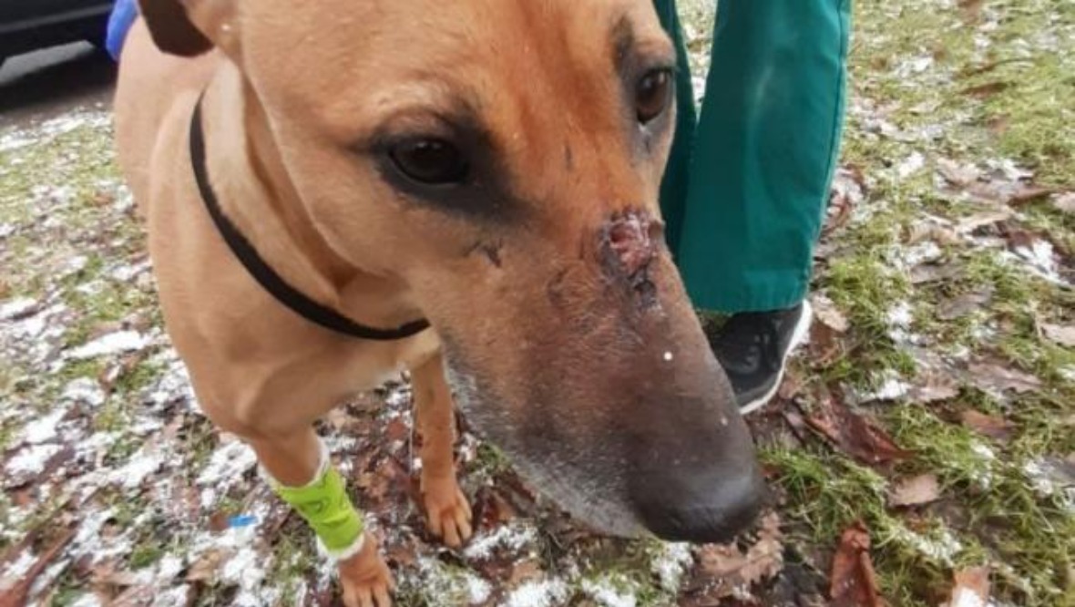 Police appeal after dog shot in face with pellet gun