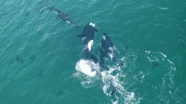 Drone footage shows eight killer whales playing in sea