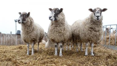Nineteen pregnant ewes worth thousands of pounds stolen