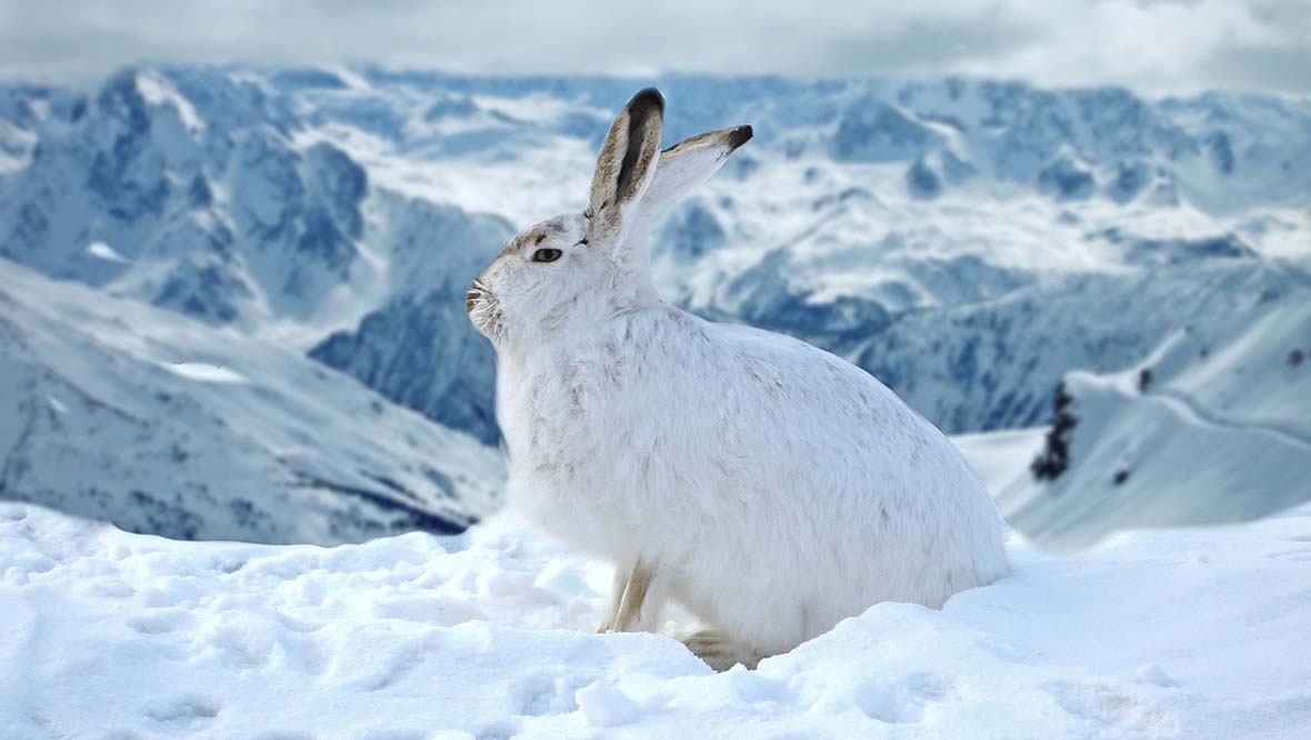 New mountain hare protection legislation comes into force