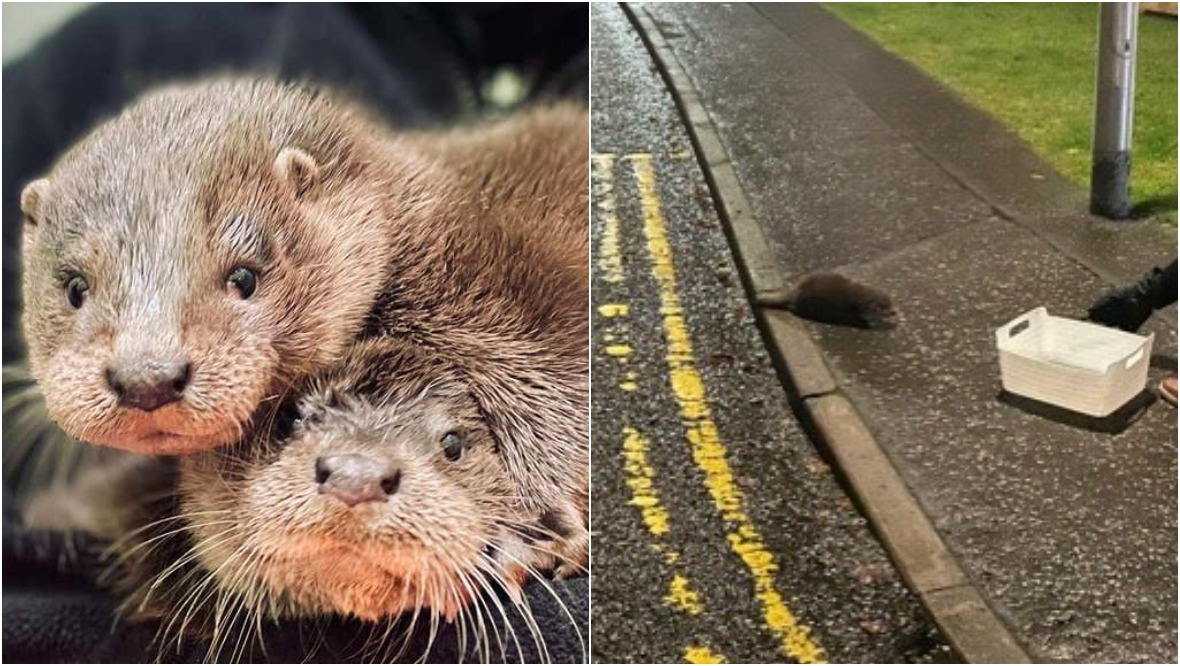 Otter cubs rescued after wandering streets looking for mother