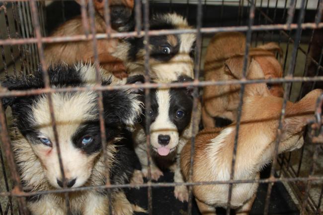 New breeder scheme after 150 puppies seized from illegal farms