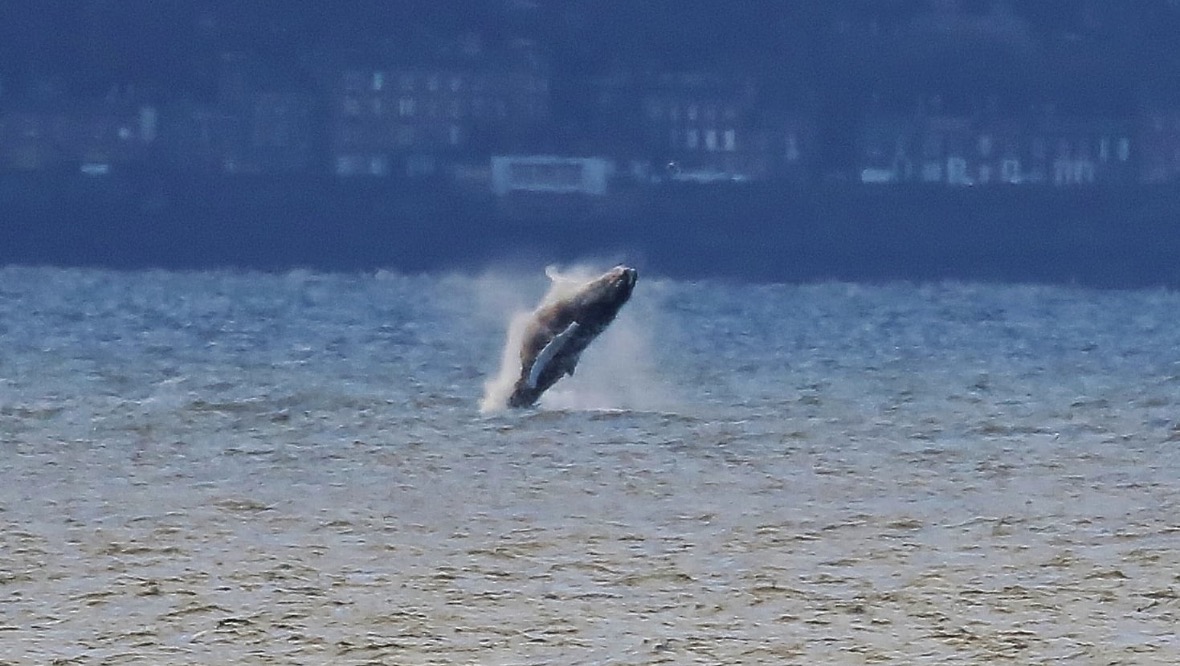 Humpback whale: Barney has been making a splash in the Firth of Forth.