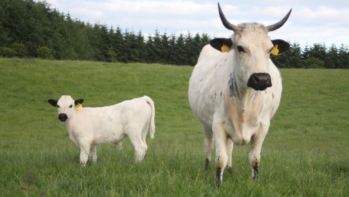 Into the wild: Vaynol cattle are one of the UK’s rarest breeds.