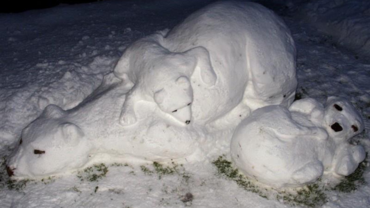 Ice cool: Ms Maksymiuk's polar bears.