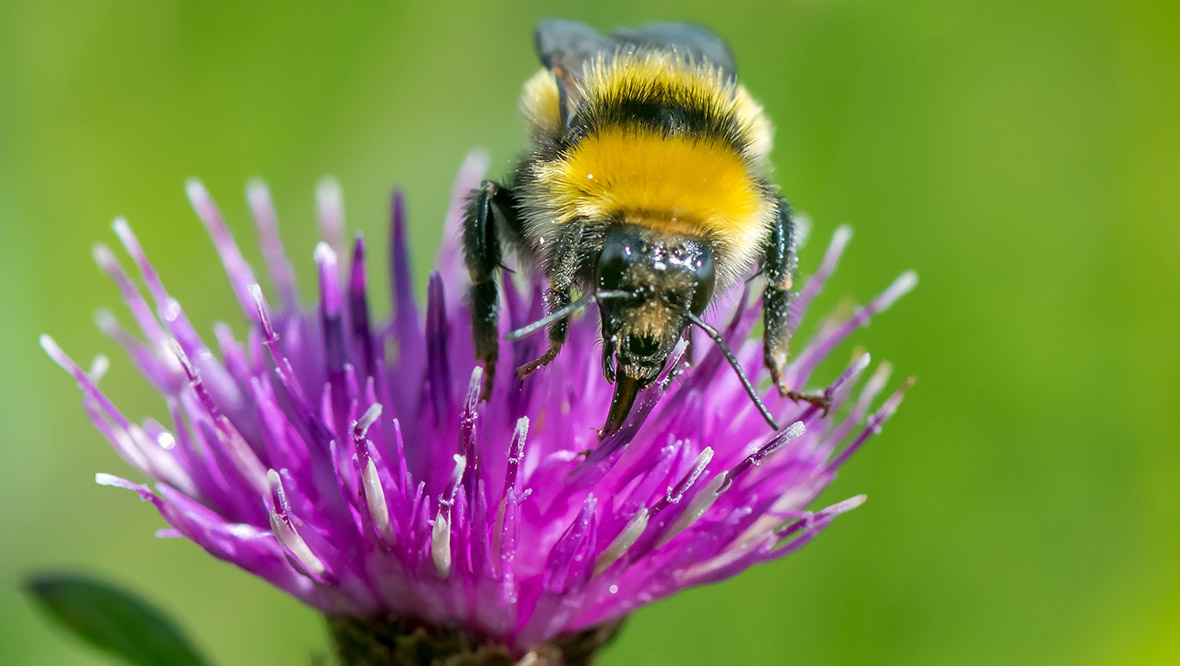 Study explains why there are so many bumblebees found on the ground as spring begins in Scotland