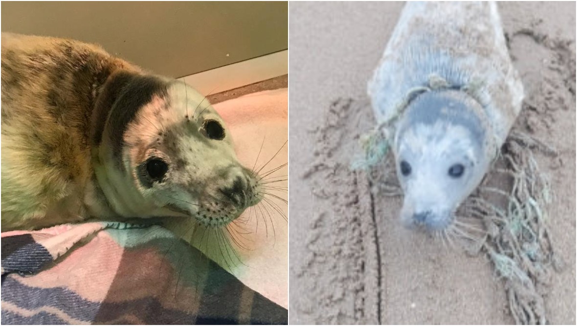 Seal with fishing rope wrapped around neck rescued from beach