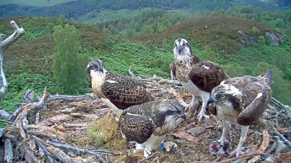 Highland ospreys have names migrated to Mars