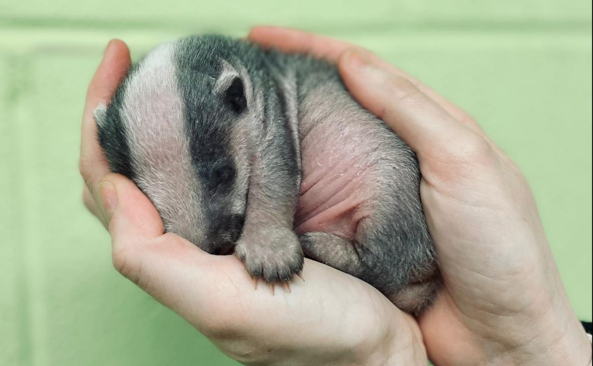 Two-week-old badger cub rescued after being dragged from home