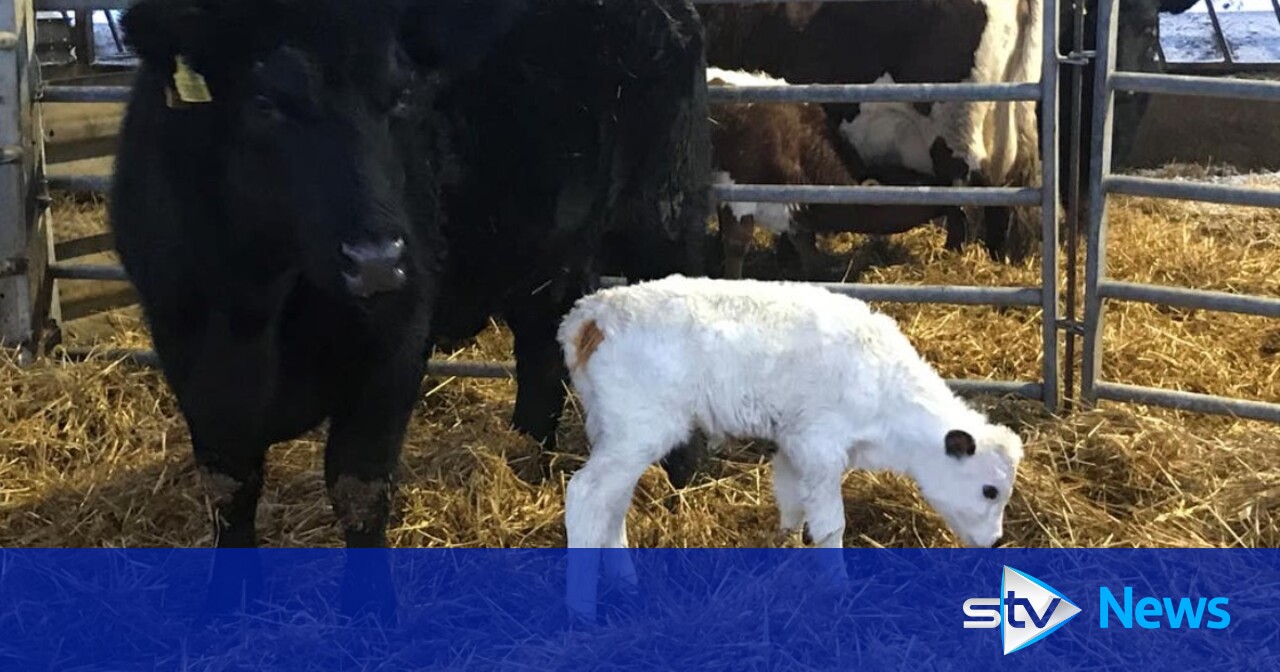 Calf born through embryo transfer gives hope to rare breed | STV News