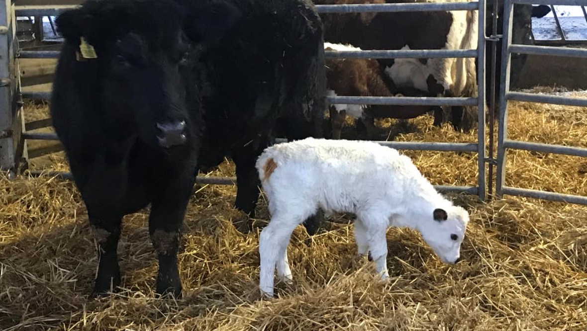 Calf born through embryo transfer gives hope to rare breed