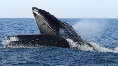 Humpback whale makes a splash in the Firth of Forth