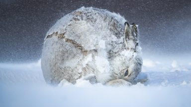 Scottish snaps win over the public in global wildlife contest