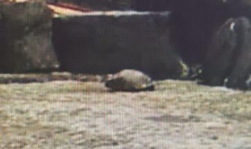 Worried zoo webcam viewer mistakes rock for injured penguin