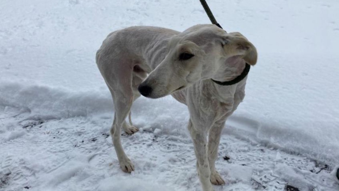Dog found shaved and dumped in snow in ‘callous act’