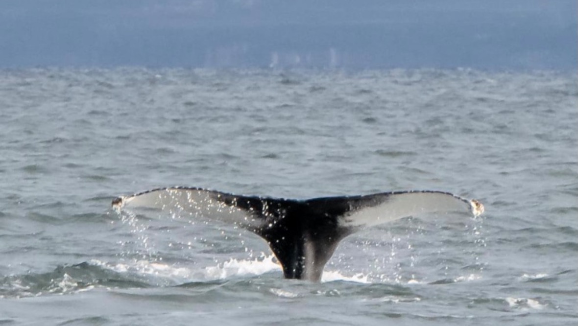 Incredible: Barney was first spotted off the west coast in August last year.