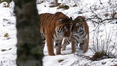 Tigers snuggle up for first time at Highland Wildlife Park
