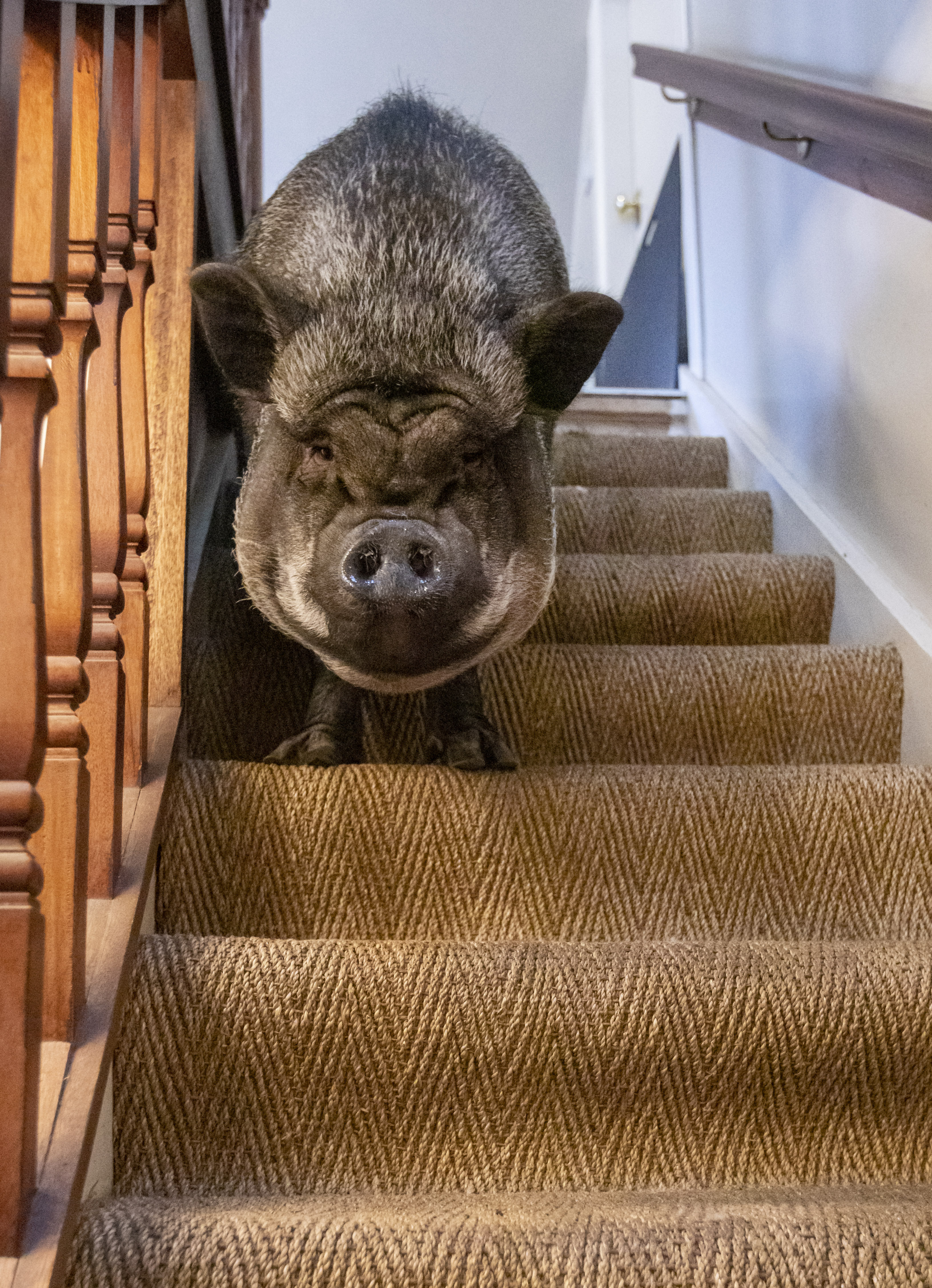 Franscico roams around upstairs.