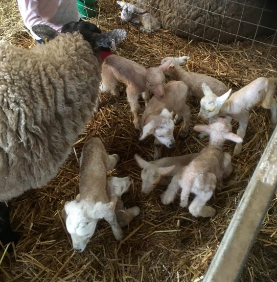 Farmer's sheep gives birth to eight lambs in UK record | STV News