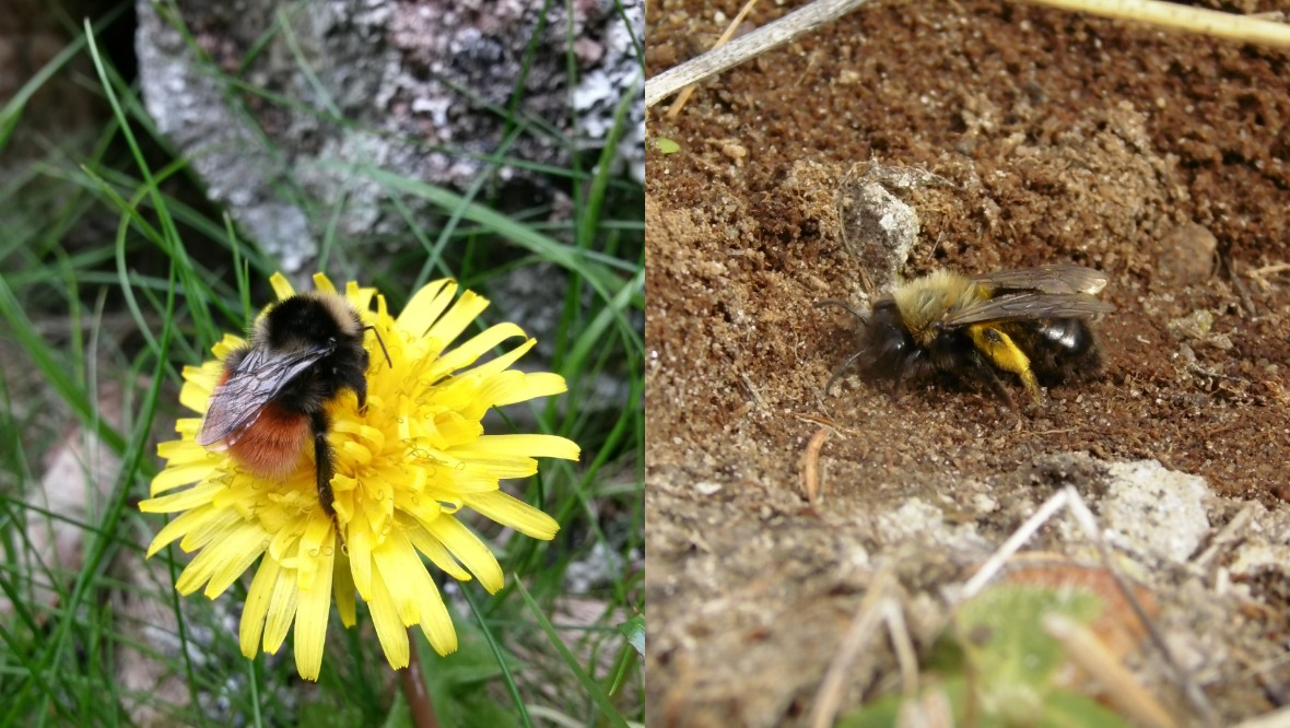 Rare bee species recorded on Scots mountain for first time