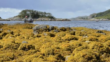 Conservation group’s guide to help communities farm seaweed