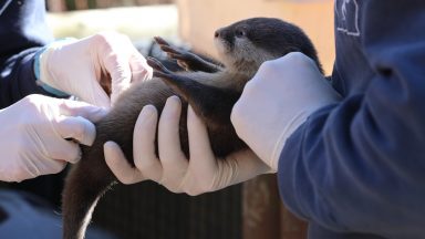 Otter pups named after three Scottish rivers