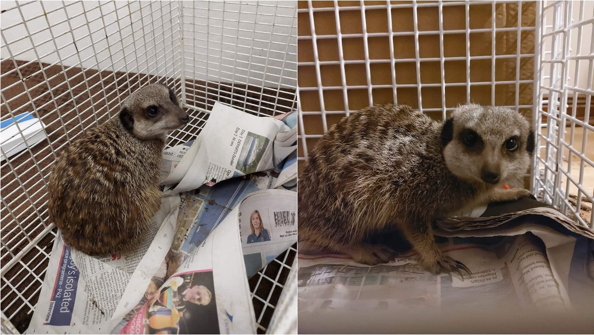 Rescue after two stray meerkats discovered on road