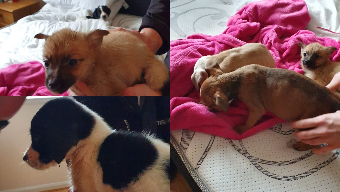 Airbnb: Four of the eight puppies died.
