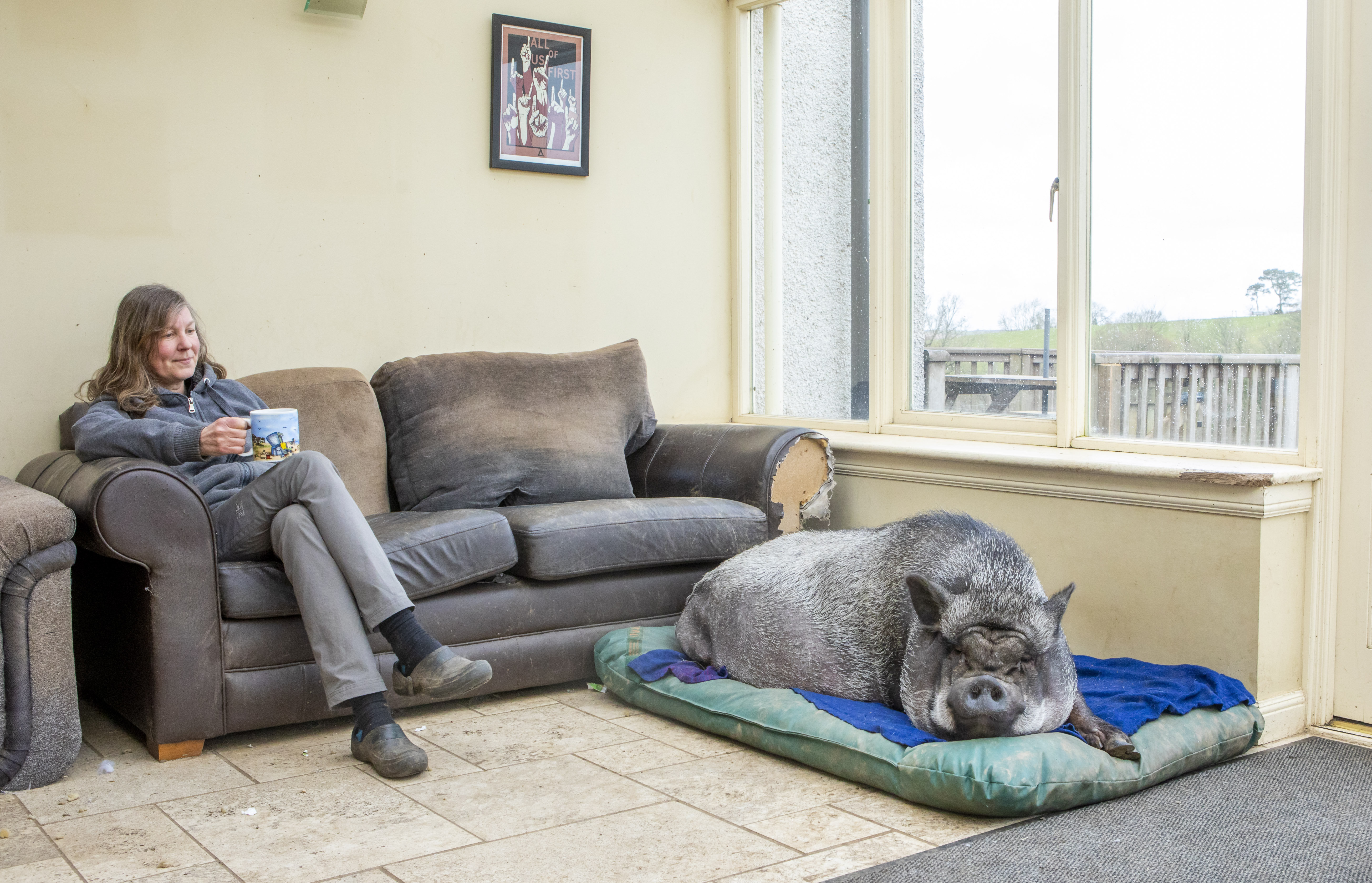 Francisco was falsely sold to a family from Glasgow as a micropig.