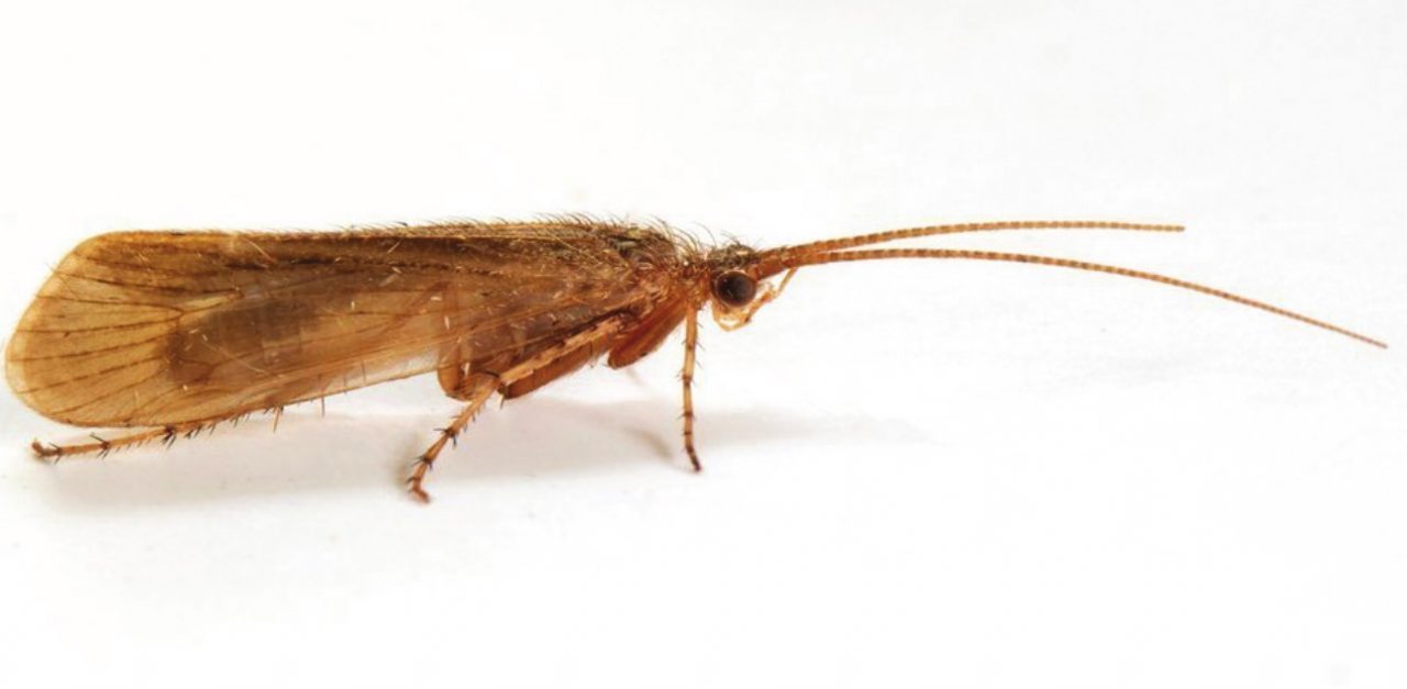 Bug thought extinct in UK discovered in Scots garden