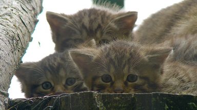 First wildcat arrives at ‘breed and release’ centre