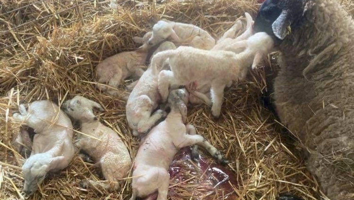 Farmer’s sheep gives birth to eight lambs in UK record