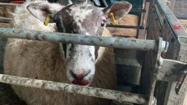 Pregnant sheep put down after dog attack at farm