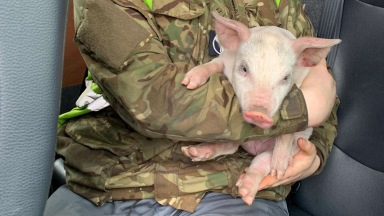 ‘Pigs can’t fly’: RAF base staff discover piglet on runway