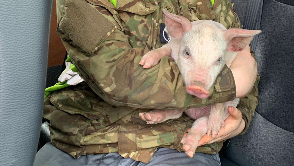 ‘Pigs can’t fly’: RAF base staff discover piglet on runway