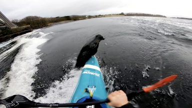 The moment a flipping seal nearly capsized kayaker