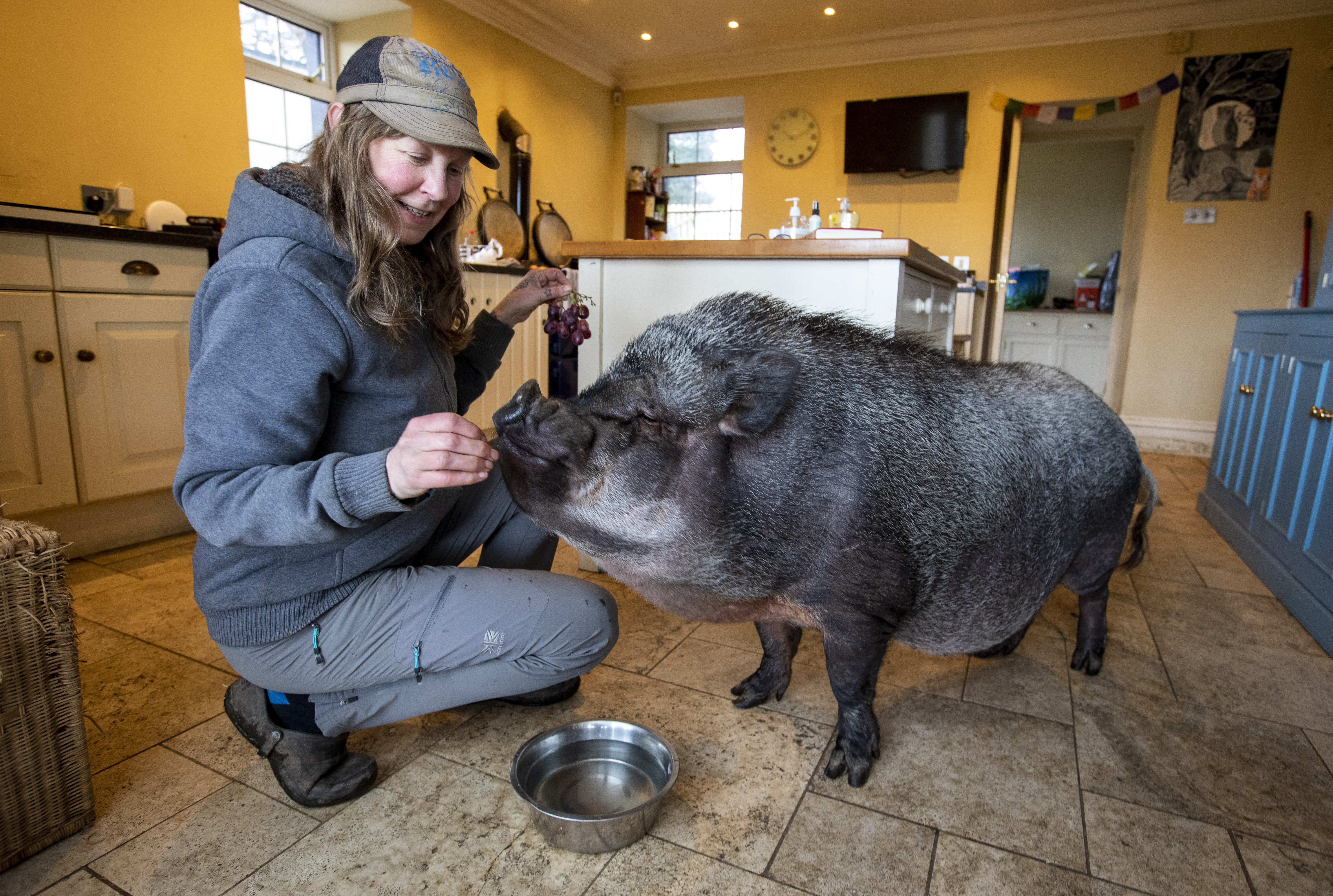 He was brought to Tribe Animal Sanctuary Scotland when he got too big.