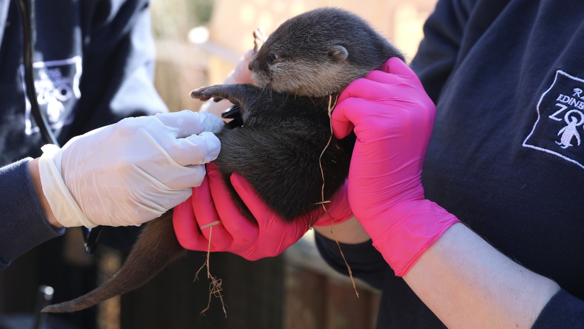 Edinburgh Zoo handlers with one of three Asian small-clawed otter pups born in January. 