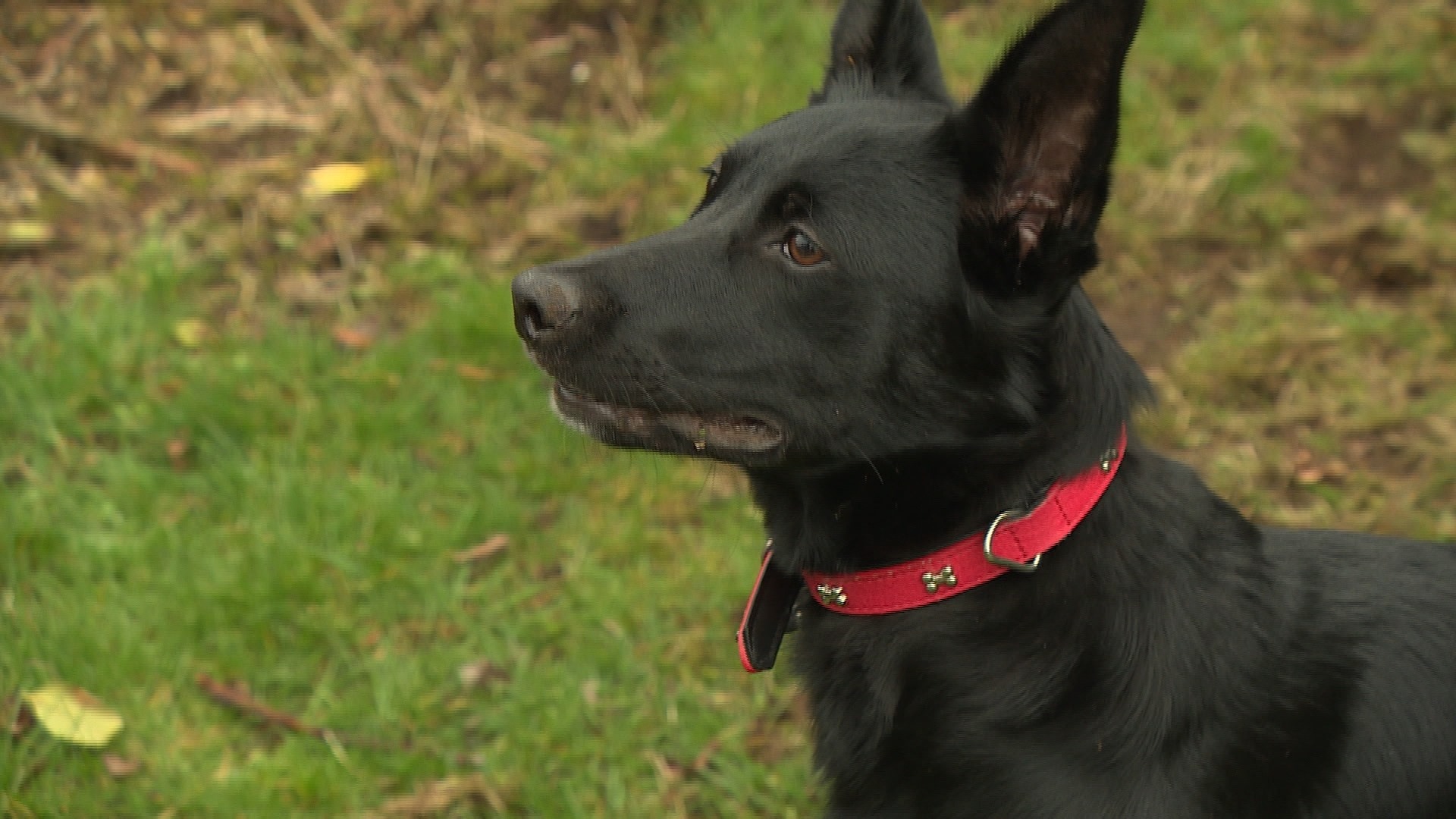 Isla’s health deteriorated just a few days after Chris brought her home.