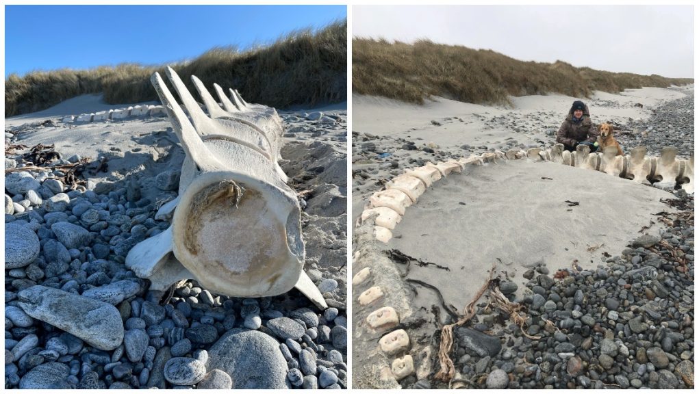 Nurse discovers giant 'Nessie' skeleton on remote beach | STV News