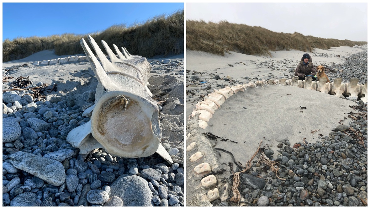 Nurse discovers giant ‘Nessie’ skeleton on remote beach