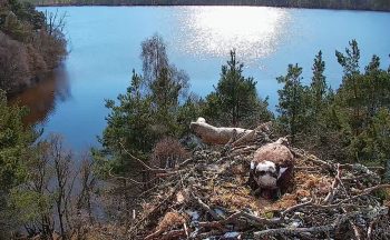 Female osprey lays first egg of season at wildlife reserve