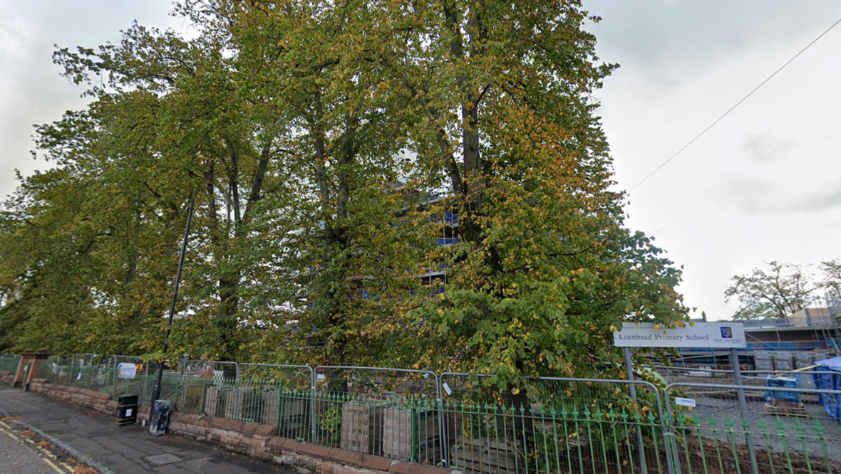 Protected trees cut down after being damaged by builders