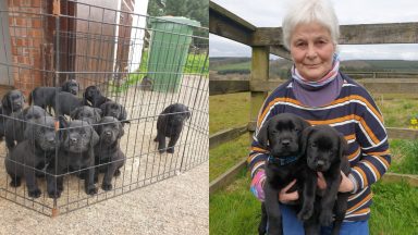 Breeder threatened and ransom demanded over stolen puppies