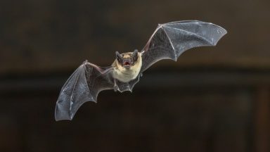 Bat-like technology ‘could help keep homes intruder-proof’